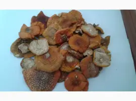 Зображення для оголошення Продам красный мухомор ОПТОМ!!! Высший сорт!!!Сушеные шляпки