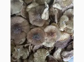 Зображення для оголошення Пантерний мухомор
