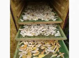 Зображення для оголошення Продам трутовик сірчано - жовтий дикорослий