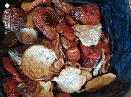 Зображення для оголошення Мухомор червоний (Amanita muscaria) відмінна якість