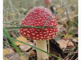 Зображення для оголошення Продам червоний мухомор сушений