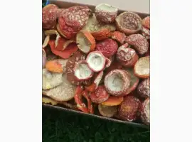 Зображення для оголошення Продам червоний мухомор
