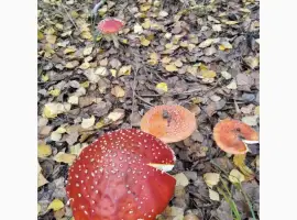 Зображення для оголошення Червоний мухомор