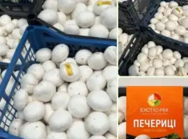 Зображення для оголошення Продам ШАМПІНЬОНИ(печериці) від виробника(Київська область)