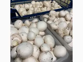 Зображення для оголошення Печериці / опт та роздріб
