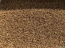 Зображення для оголошення Коріандр Оксаніт 1р