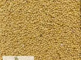 Зображення для оголошення Купуємо гірчицю