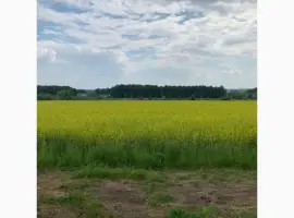 Зображення для оголошення Насіння Гірчиця Озима сорт