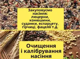 Зображення для оголошення Купуємо насіння гірчиці