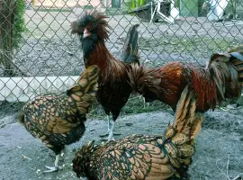 Зображення для оголошення Яйце для інкубації