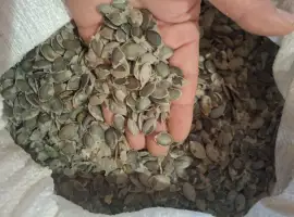 Продам насіння Голосім'яна