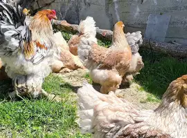 Зображення для оголошення Яйце для інкубації