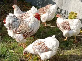 Зображення для оголошення Яйце для інкубації