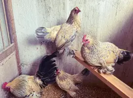 Зображення для оголошення Яйце інкубаційне.Курчата