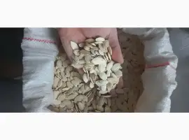 Продам насіння українки багатоплідної