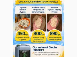 Посівний матеріал гібриду «Турка»