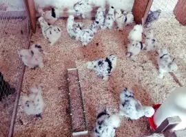 Зображення для оголошення Яйце інкубаційне.Курчата