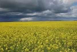 Зображення для оголошення Вигідно купимо Ріпак