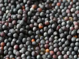 Зображення для оголошення Куплю Ріпак НЕ ГМО