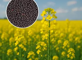 Зображення для оголошення Продам ріпак НЕ ГМО- 500т
