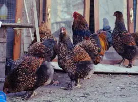 Зображення для оголошення Інкубаційне яйце.(Курчата) Брама - фарфорова
