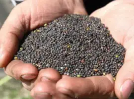 Зображення для оголошення Продам ріпак 2026 р (догруз)