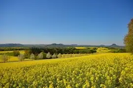 Зображення для оголошення Купимо ріпак