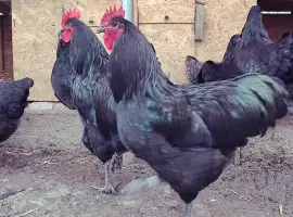 Зображення для оголошення Інкубаційне яйце.(Курчата) Джерсійський гігант - чорний