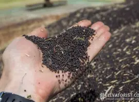 Зображення для оголошення Продам ріпак