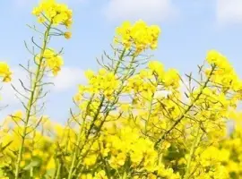 Зображення для оголошення Ріпак СРТ Запоріжжя