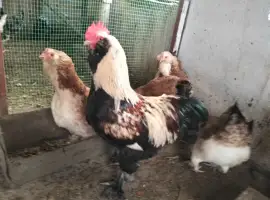 Зображення для оголошення Продам інкубаційне яйце фаверолей