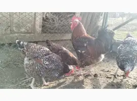 Зображення для оголошення Продам інкубаційне яйце лівенської ситцевої