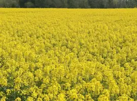Зображення для оголошення Продам ріпак 62 т