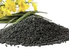 Зображення для оголошення Куплю ріпак ГМО по всій Украіне