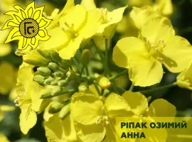 Зображення для оголошення Насіння ріпаку озимого Анна від виробника