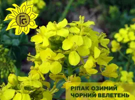 Зображення для оголошення Насіння озимого ріпаку Чорний Велетень від виробника