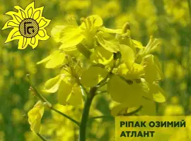 Зображення для оголошення Насіння ріпаку озимого Атлант від виробника