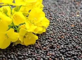 Зображення для оголошення Закуповуємо ріпак не ГМО