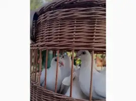 Зображення для оголошення Білі весільні голуби