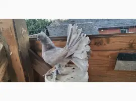 Зображення для оголошення Голуби Павліни
