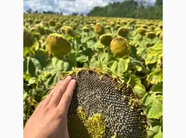 Зображення для оголошення Насіння соняшнику Панчо ВНІС - ранньостиглий гібрид під технологію SU / Гранстар