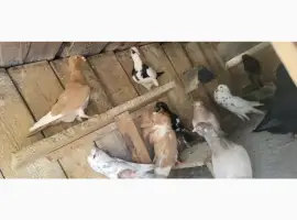 Зображення для оголошення Голуб Нюрнбергський багдет