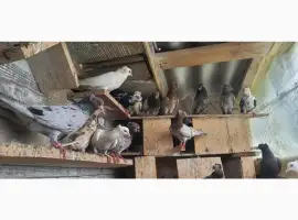 Зображення для оголошення Голуби бакінці