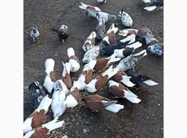 Зображення для оголошення Голуби Миколаївські червонобоки
