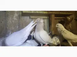 Зображення для оголошення Голуби Американські кормілки
