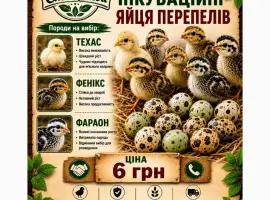 Зображення для оголошення Продам інкубаційні яйця