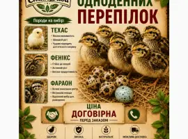 Зображення для оголошення Продам молодняк перепилиний