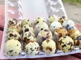 Зображення для оголошення Яйця перепілки