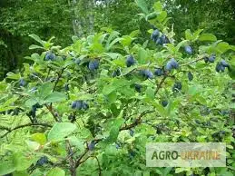 Зображення для оголошення Жимолость (Камчатська ягода) саджанці