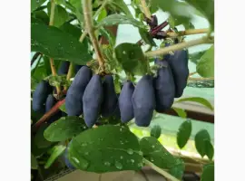 Зображення для оголошення Жимолость Уссульга